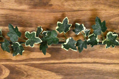 USB-C Cable with Ivy Leaf Design